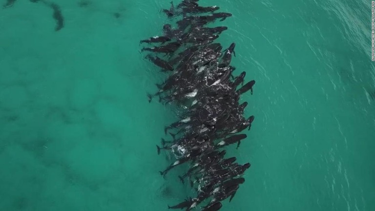 豪州の西オーストラリア州でクジラの群れが座礁し、５０頭以上が死んだ/Allan Marsh/Cheynes Beach Caravan Park