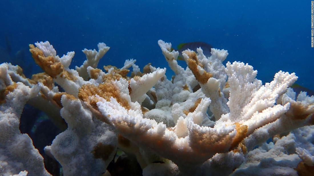 フロリダキーズ周辺の複数のサンゴ礁が白化したり死滅したりしているのが確認された/Courtesy Coral Restoration Foundaiton