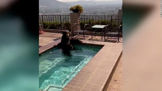 米カリフォルニア州バーバンクにある民家のプールに入ってくつろいでいたクマ