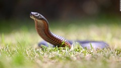 毒ヘビのシーズン、早くも到来　冬の温暖化で冬眠から覚める　オーストラリア