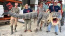 体長４．３メートル、米ミシシッピ州史上最長のアリゲーターを捕獲