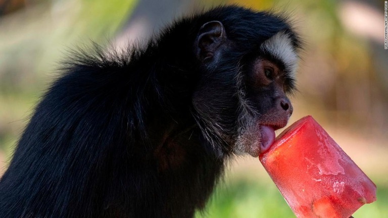 アイスをなめるサル＝２２日、ブラジル・リオデジャネイロの動物園/Mauro Pimentel/AFP/Getty Images
