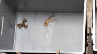 「死んだふり」を続けるメスのカエル（右側）