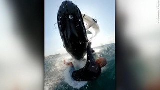 豪州でウインドサーフィンをしていた男性が浮上したクジラ１頭にはね飛ばされた