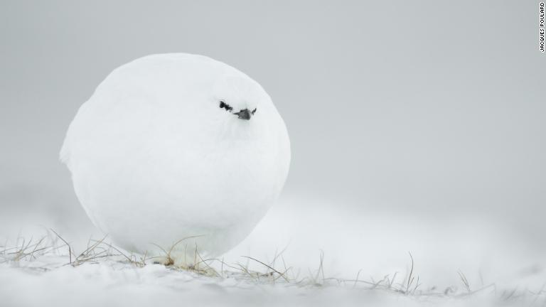 雪に包まれ球状になったライチョウ/Jacques Poulard