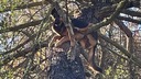 行方不明の犬、樹上９メートルで発見　発見者の米男性仰天