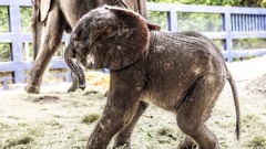アフリカゾウの赤ちゃん、７年ぶりに誕生　米ディズニーのアニマルキングダム