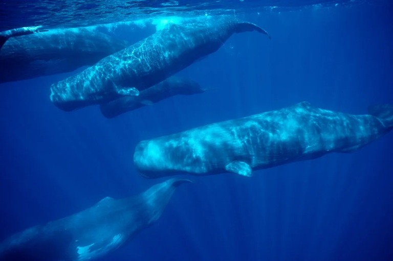 アゾレス諸島周辺で見ることのできるマッコウクジラ/Francois Gohier/VW Pics/Universal Images Group/Getty Images