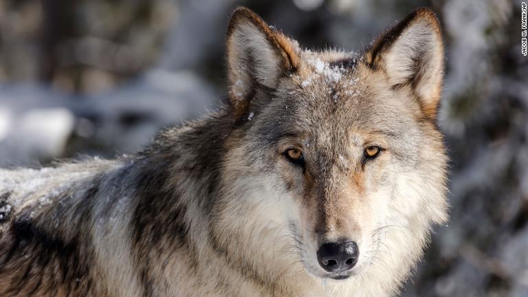 イエローストーン国立公園では１９９５年から９７年にかけ、４１頭の灰色オオカミが再導入された/Jacob W. Frank/AP