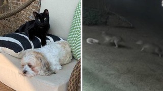 米オクラホマ州で小型犬がコヨーテに襲われ、仲良しの猫がコヨーテを追い払って救済した