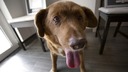 「３１歳の世界最高齢犬」記録に疑問、ギネス認定一時撤回