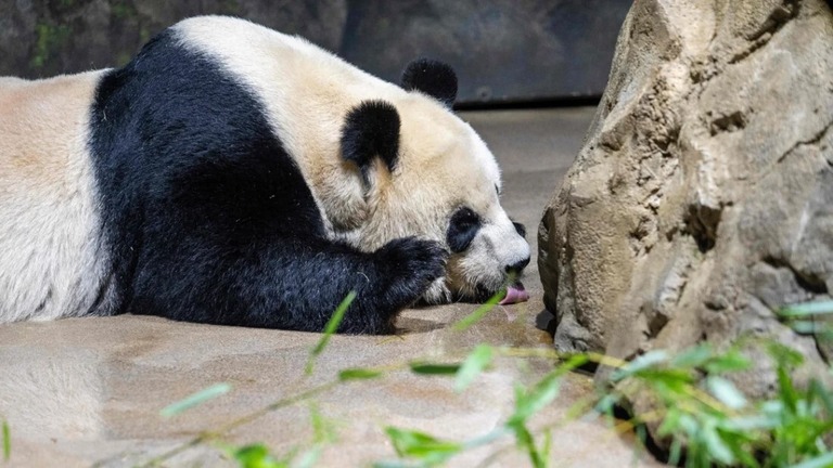 中国がジャイアントパンダ２頭を米カリフォルニア州の動物園に貸与する/Jim Watson/AFP/Getty Images