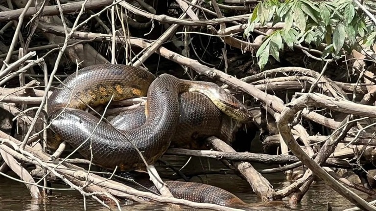 南米エクアドルのアマゾン地域で新種のヘビが見つかった/Professor Bryan Fry/The University of Queensland