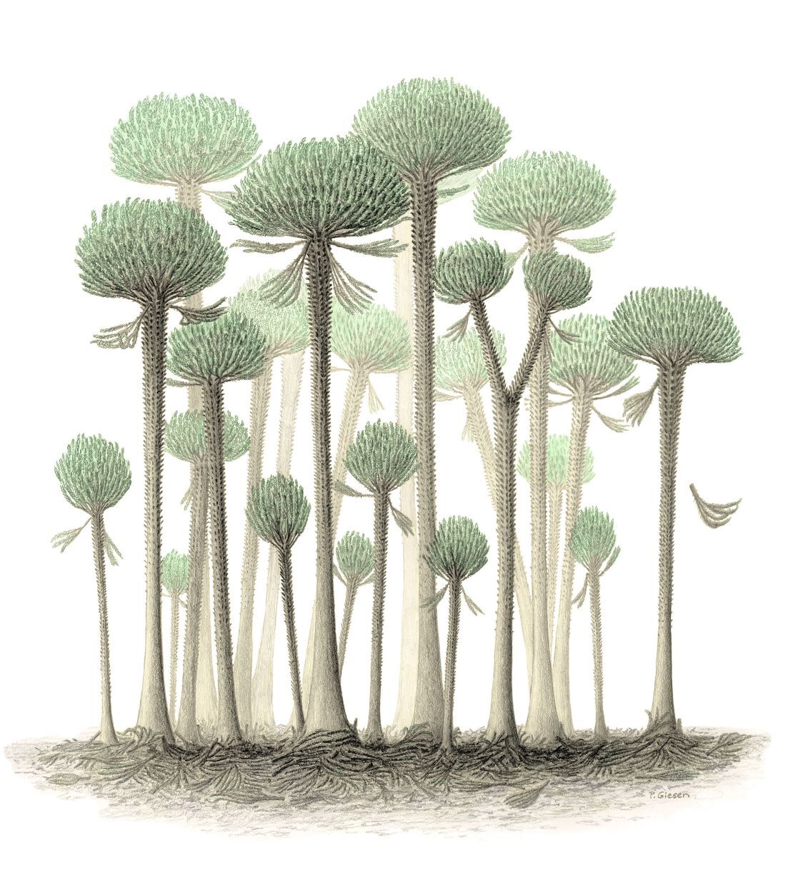 森林の想像図/Peter Giesen/Chris Berry