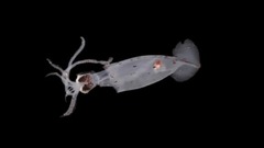 新種の可能性のある深海の生き物１００種発見　ＮＺ沖