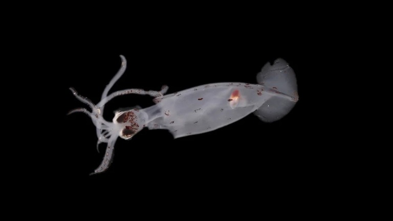 ２月の深海探索で科学者らが発見した新種の可能性のあるイカの仲間/Kathrin Bols/Ocean Census/NIWA