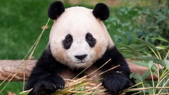 韓国で人気のパンダ「福宝」、来月中国へ　別れを惜しむ声が続々