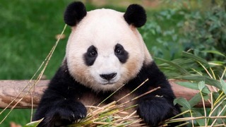 韓国の動物園で人気者となったパンダの「福宝（フーバオ）」が中国へ引き渡される