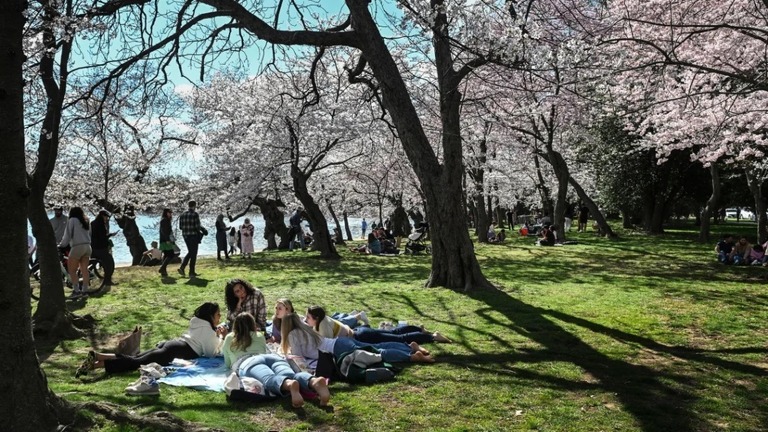 開花した桜の下に集まる人々＝１７日、米首都ワシントン/Roberto Schmidt/AFP/Getty Images