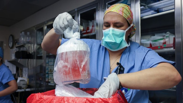 移植手術のため、ブタの腎臓を箱から取り出す看護師/Massachusetts General Hospital
