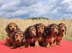 ダックスフントのような「骨格異常」を持つ犬の育種を禁止する法案がドイツで検討されている