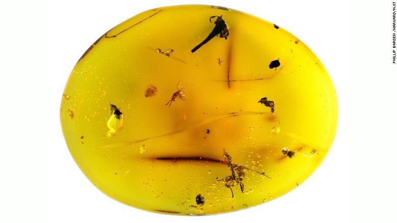 琥珀からはクマムシの他、アリ3匹、甲虫1匹、花1輪も確認された/Phillip Barden /Harvard/NJIT
