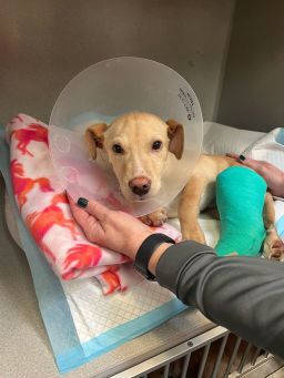 墜落で脚2本を骨折した犬ウイスキー