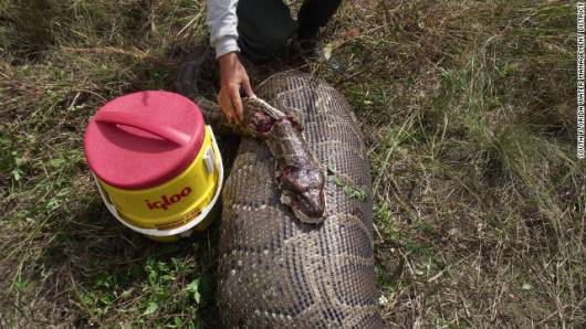 重さ約３４キロのシカを丸ごと１頭のみ込んだニシキヘビ　写真提供：SOUTH FLORIDA WATER MANAGEMENT DISTRICT