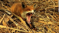 ５．１２～１８歳の部　「あくびをするキツネ」　Oliver Wilks /BWPA
