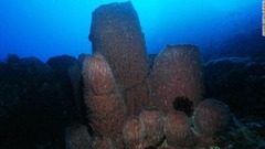深く潜るにつれ、硫黄に覆われた岩は次第にサンゴ礁へと変わる。そこは海洋生物の宝庫だ (C) OCEAN ROVER CRUISES