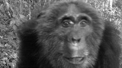 ウガンダ・ブウィンディ原生国立公園のチンパンジー