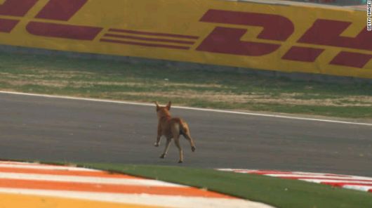 Ｆ１のインドＧＰのフリー走行前、コースに侵入してトラックを駆ける犬