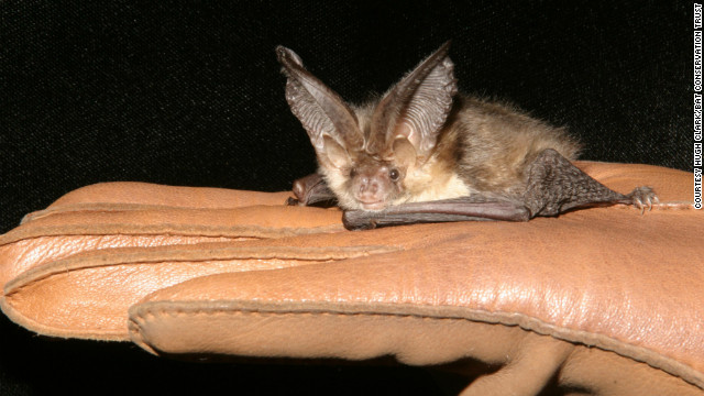 ウサギコウモリ 写真提供 Hugh Clarl Bat Conservation Trust