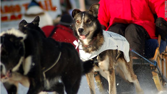 アラスカの犬ぞりレース アラスカの犬ぞりレース