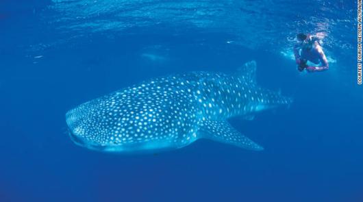 西オーストラリア州は、素晴らしい海の野生動物の宝庫として知られる。写真は、ニンガルー海洋公園でジンベイザメと一緒に泳ぐダイバー 写真提供:TOURISM WESTERN AUSTRALIA