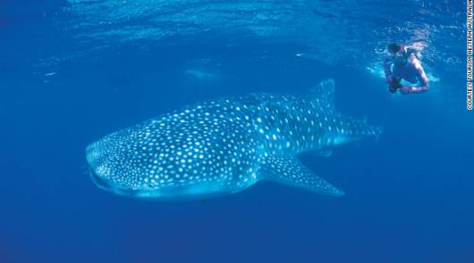 西オーストラリア州は、素晴らしい海の野生動物の宝庫として知られる。写真は、ニンガルー海洋公園でジンベイザメと一緒に泳ぐダイバー　写真提供：TOURISM WESTERN AUSTRALIA