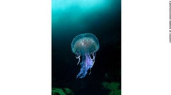 １１．「海岸と海洋」部門　最優秀作品「スーラ・スゲア島の青い海に浮かぶクラゲ」　Richard Shucksmith/BWPA