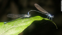 調査チームが発見した新種のカワトンボ。森の中の湿地に生息し、成虫は水面に近い岩や小枝に止まる