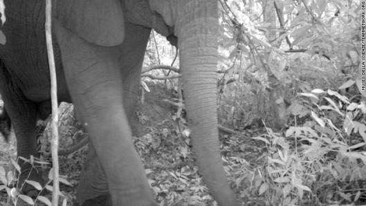 タンザニア・ウズングワ山国立公園のアフリカゾウ