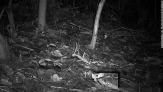 最小の動物は、中央スリナム自然保護区で撮影された体長10~13センチ、尾の長<br>さ13~20センチのコモリネズミだった