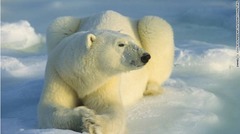 ホッキョクグマは生息圏の食物連鎖の頂上に位置する動物で、北極のシンボルとなっている