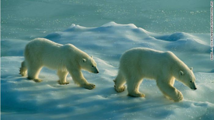 地球温暖化と氷の減少はホッキョクグマにとって最大の脅威だと保護団体は指摘する