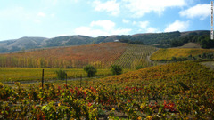 カリフォルニア州ソノマ郡はワイン好きの楽園。見渡す限りぶどう畑が続く