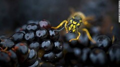 ３．「裏庭の野生生物」部門　「働き者のカリバチとブルーベリー」　Rana Dias/BWPA