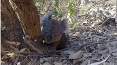 豪州に生息するコアラは約４万３０００頭と見られている　（Ｃ）　オーストラリアコアラ基金