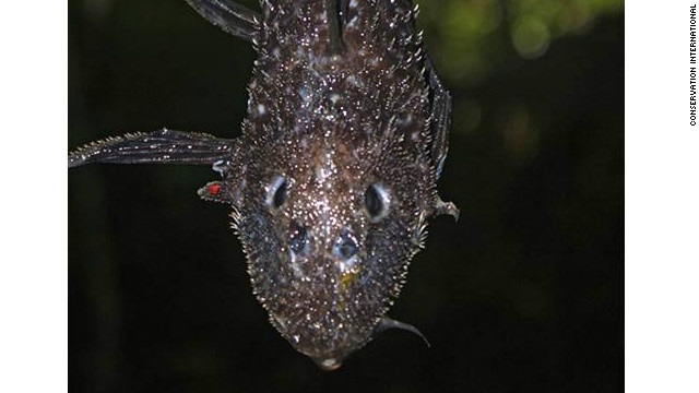新種とみられる「よろいナマズ」は、スリナムのシパリウィニ川で見つかった