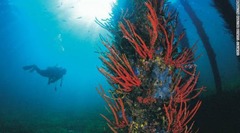 ジオグラフィー湾の澄んだ水はダイビングに最適だ　　写真提供：TOURISM WESTERN AUSTRALIA