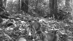 インドネシアのブキ・バリサン・セラタン国立公園のブタオザル