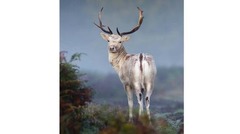 １０．「動物の肖像」部門　「神秘の霧とダマジカ」　Mark Smith/BWPA