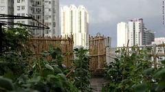 香港東部のビルの屋上に設けられた都市農園「エコ・ママ」からの眺め
